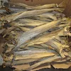 Dried StockFish / Frozen Stock Fish from Norway for sale