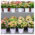 Flower Pots Plastic Planter Pot Hot Sale Cheap 3.5-9 Inch Colorful Plastic Flower Pots Planters