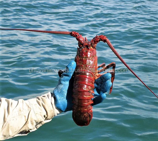 Live Lobster 1.jpg