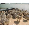 /product-detail/live-ostrich-chicks-for-sale-62011412423.html