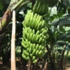 Vietnam Fresh Banana/ Cavendish Banana/ Laba Banana