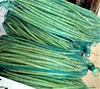 Fresh Drumsticks/Fresh Vegetables/Indian Moringa!