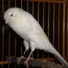 /product-detail/lancashire-canary-birds-yorkshire-canary-birds-with-free-cages-62011383514.html