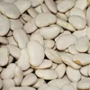 Large white lima Beans Green and white Lime beans Best Prce