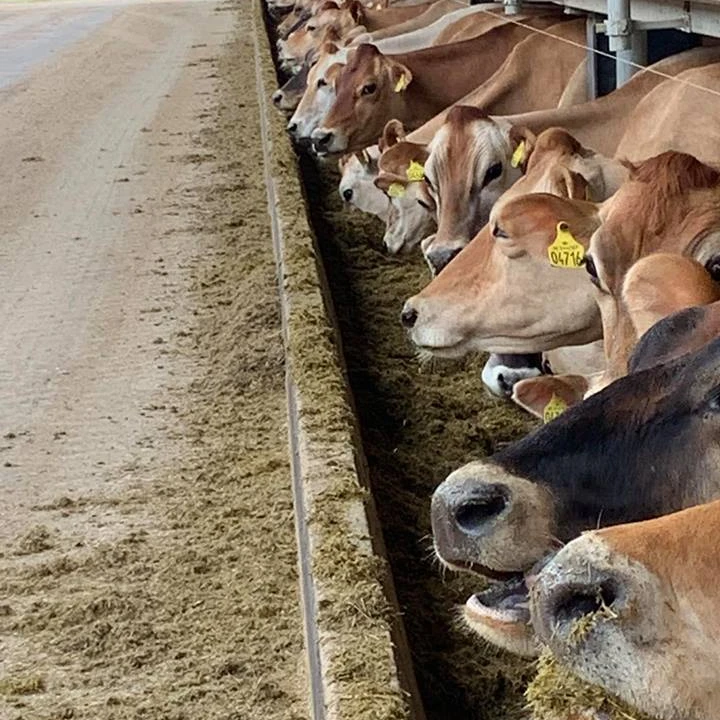 Alta calidad embarazada/vacas Jersey/Holstein vaca/ganado para venta