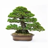 /product-detail/japanese-professional-real-bonsai-pot-tools-62009508843.html