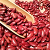 Factory Red kidney beans 2019 price!