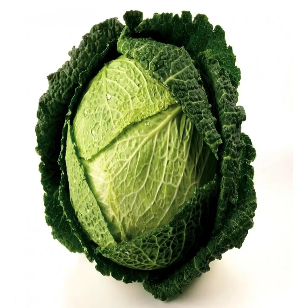 2019 hot sale cabbage types/savoy cabbage