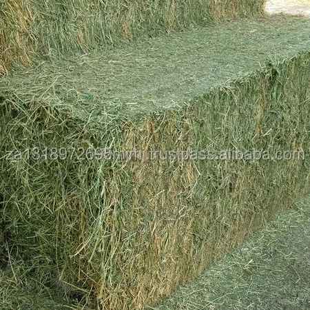 alfalfa hay,alfalfahay best quality alfalfa hay bales
