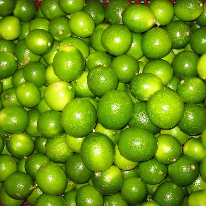 بدون بذور الطازجة الجير/الأخضر الليمون الفاكهة دون البذور من فيتنام مع جودة عالية