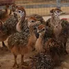 /product-detail/ostrich-chicks-and-fertile-eggs-62014981397.html