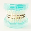 Dental Orthodontic model With ceramic bracket