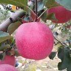AGOLYN high quality delicious fresh sweet Qinguan Apple