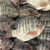 /product-detail/fresh-frozen-black-tilapia-fish-best-quality-to-african-countries-wholesale-price-62012471026.html