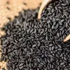 /product-detail/new-crop-best-quality-black-sesame-seeds-from-india-62011986129.html