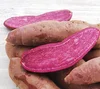 Fresh Purple Sweet Potato with BEST PRICE / Whatsapp +0084 845639641