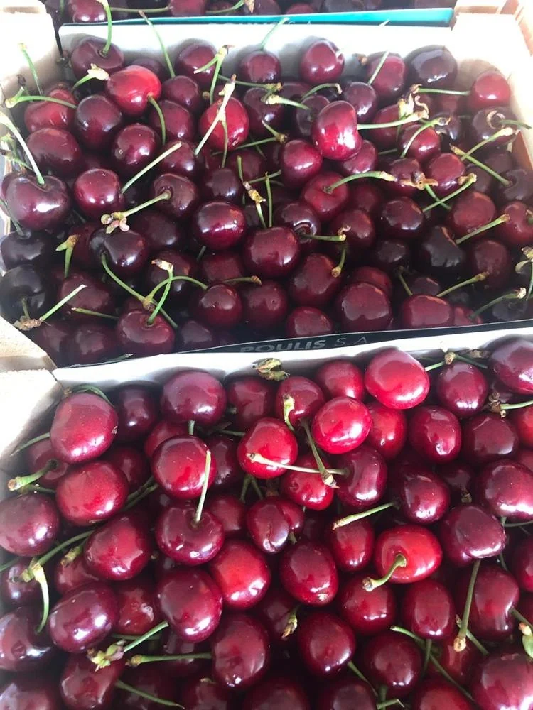 delicious fresh dark red cherries / fresh cherries