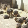 /product-detail/healthy-well-raised-ostrich-chicks-for-sale-62010584305.html