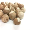 Organic Dried Betel Nut/ Areca In Wholesale Price From Bangladesh