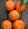 /product-detail/fresh-valencia-orange-and-mandrin-oranges-citrus-from-egypt-ready-to-export-season-2019-62011686142.html