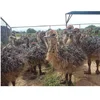 /product-detail/healthy-ostrich-chicks-for-good-prices-62011402876.html