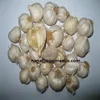 /product-detail/natural-white-with-cheap-price-62009506566.html
