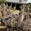 /product-detail/buy-ostrich-chicks-1-6months-old-62015158804.html
