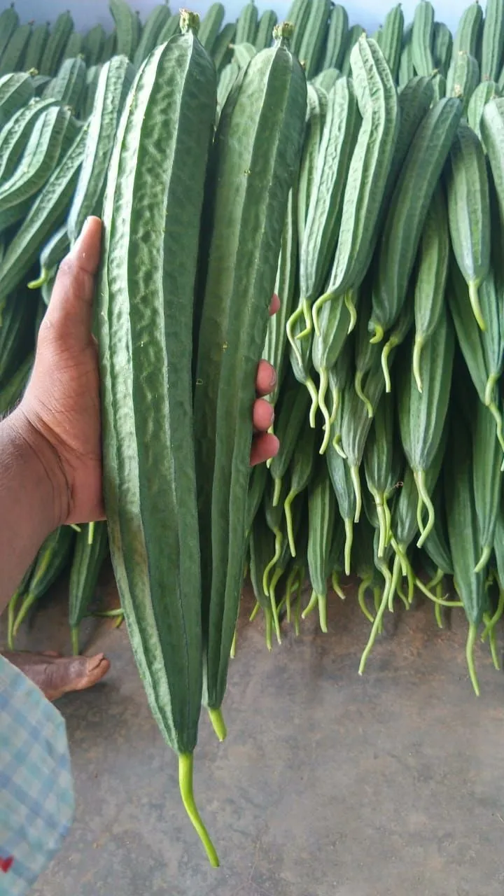 ridge gourd