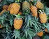 Fresh Pineapples / Fresh Whole Pineapple