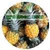 Pineapple Peel Silage for Animal feed - silage for cows