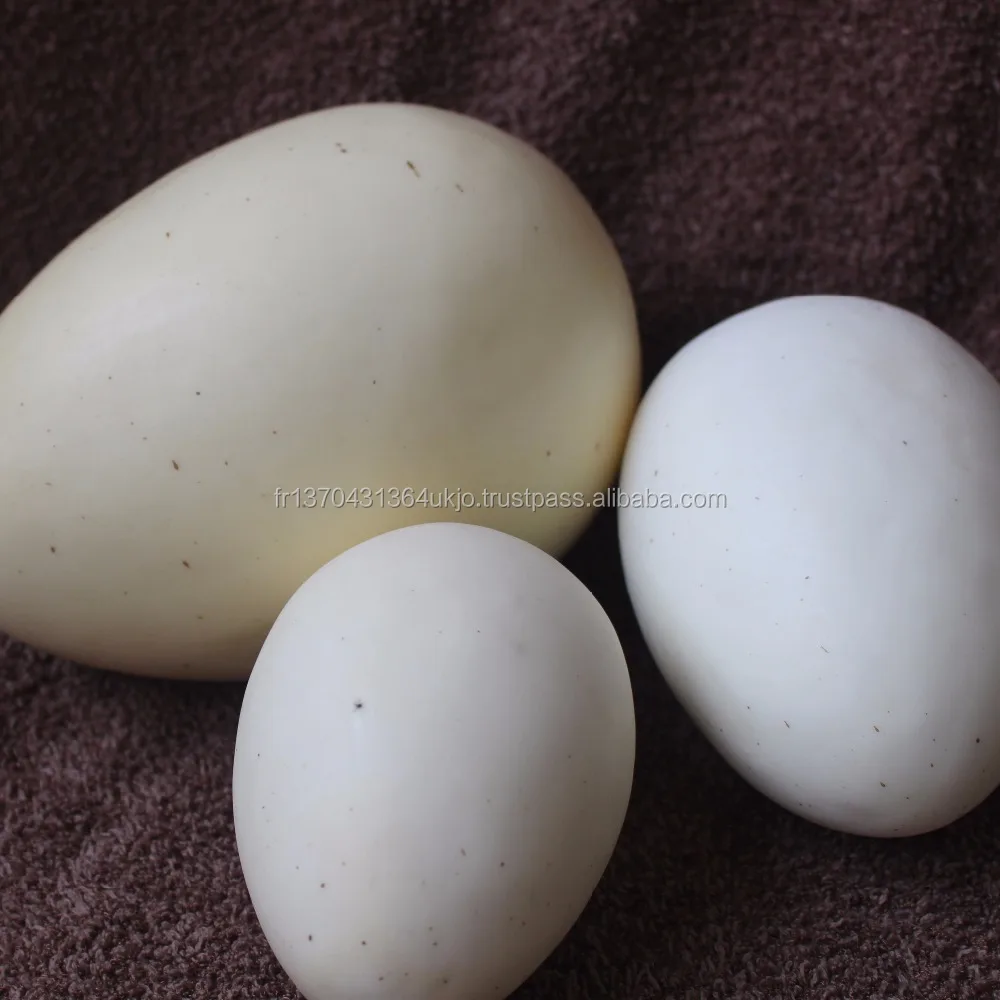 high quality ostrich egg