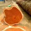 Timber Round Logs Without Backs/Oak and Lumber Logs/Fresh Cut Mahogany,Birch and Pine Wood Logs
