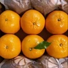 /product-detail/fresh-valencia-orange-and-mandrin-oranges-citrus-from-egypt-ready-to-export-season-62013003851.html