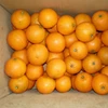 /product-detail/export-cheap-bulk-fresh-oranges-62012749007.html
