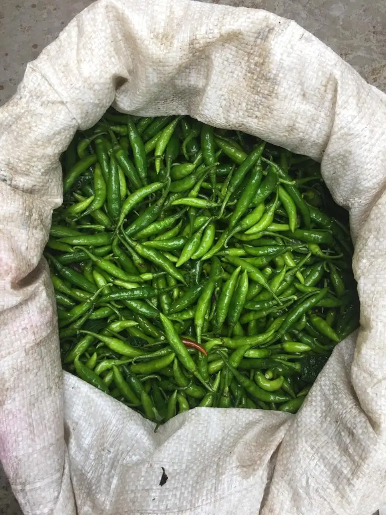 high quality fresh quality green chilli