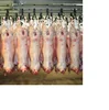 /product-detail/halal-fresh-frozen-sheep-goat-lamb-meat-carcass-62010721473.html