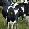 /product-detail/healthy-pregnant-holstein-heifers-cow-healthy-pregnant-holstein-heifers-cattle-at-affordable-prices-62010831610.html