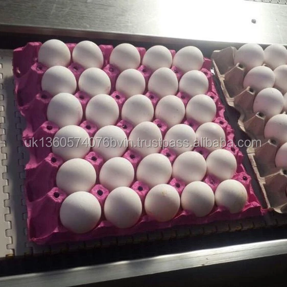 animal products  eggs  packaging details 30 eggs laid in a tray