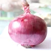 Fresh Onion From Bangladesh