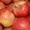 Fresh Apples for sale from Denmark