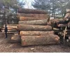 00% Customize Size Timber Logs and Sawn Timber for sale