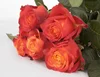 Wholesale Best High Quality Fresh Cut Flower Roses From Kenya