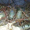 Fresh Quality Pacific Canadian Red Lobsters for sale