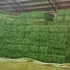 /product-detail/high-quality-alfalfa-hay-bales-for-sale-for-animal-feed-cattle-horse-chicken-62017045042.html