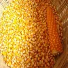 /product-detail/yellow-corn-maize-for-animal-feed-62012338495.html