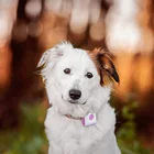 4G small tracking device chip Pet Collar GPS tracker for dogs
