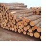 Quality OAK Wood Logs, OAK Logs, Round Timber from Ukraine