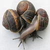 Live Highly Nutritious African Giant Snails for sale