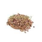 Bulk Price Specification Dry Pinto Beans