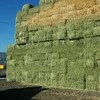 2019 Premium Quality Alfalfa Hay at very cheap price / Quality Rhodes Grass Hay Alfalfa Hay for animal feeding